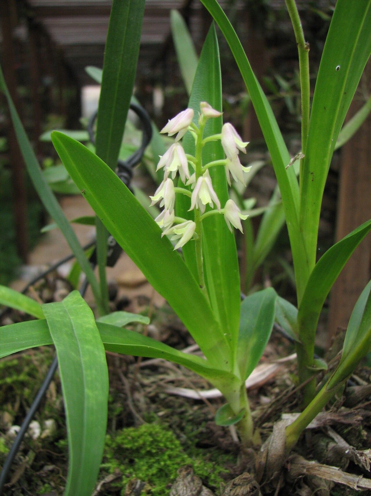 Polystachya dolichophylla habit