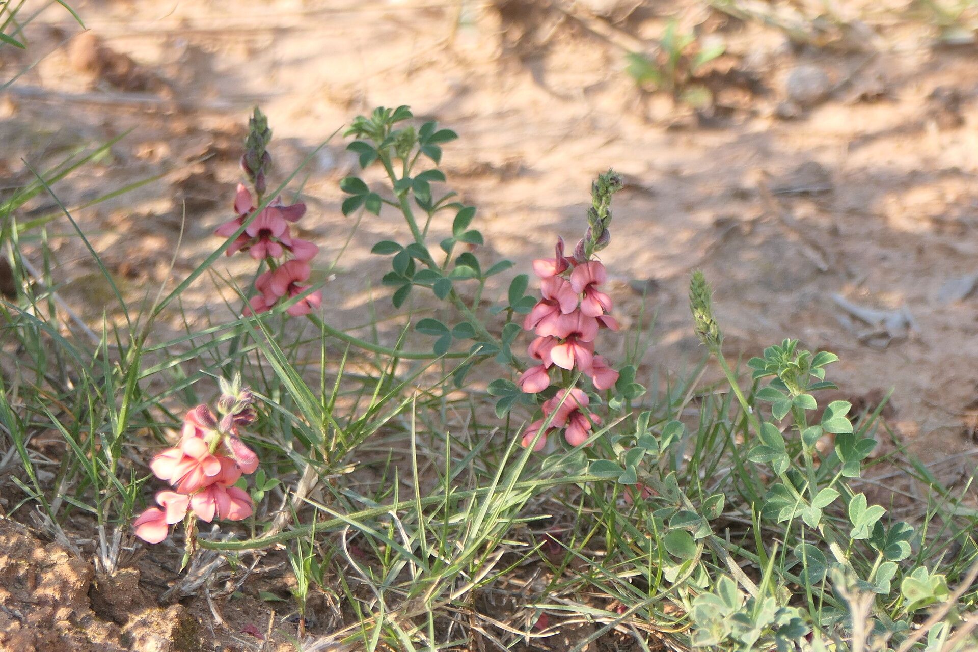 Indigofera heterophylla leaf