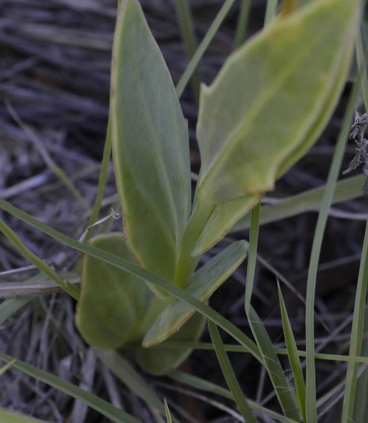 Senecio ruwenzoriensis — houseplant care guide
