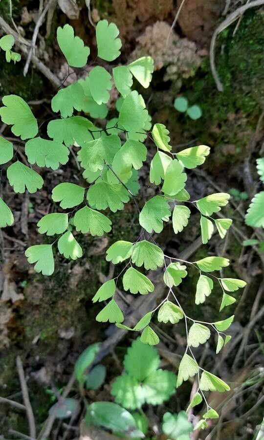 Adiantum lorentzii habit