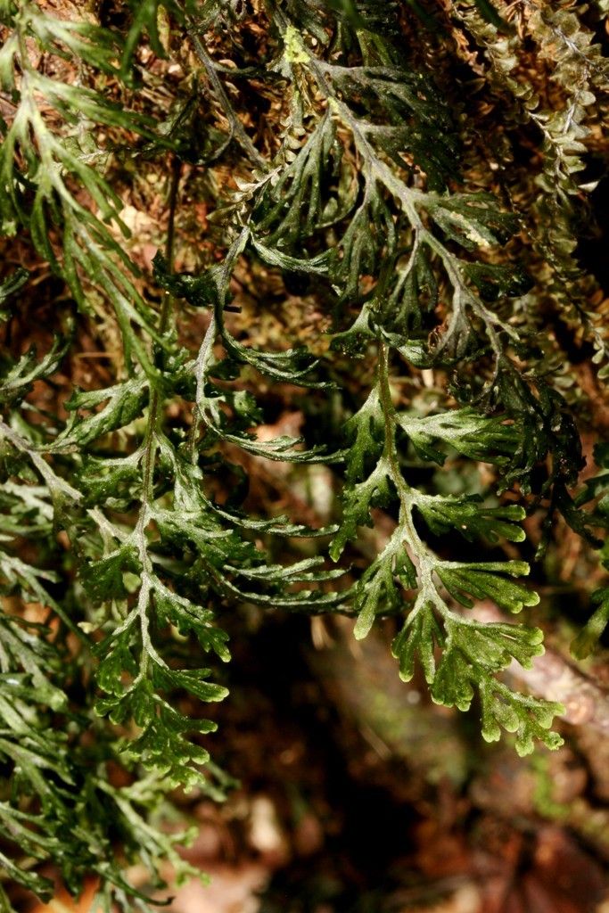Hymenophyllum javanicum habit