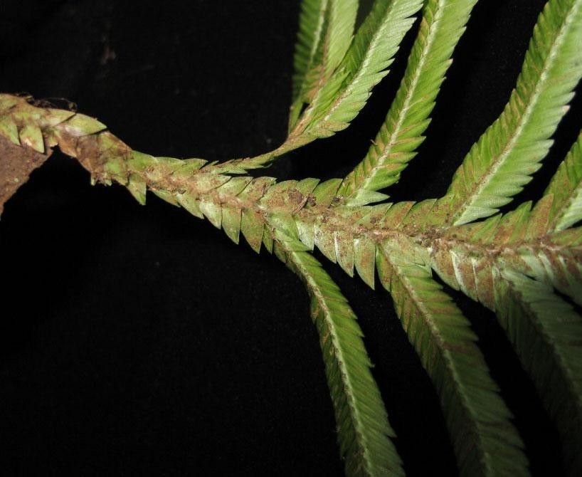 Selaginella bombycina bark