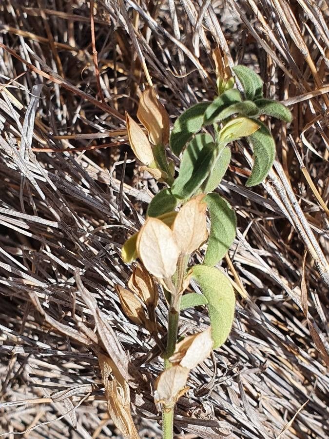 Dicliptera napierae fruit