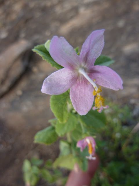 Hibiscus pycnostemon flower