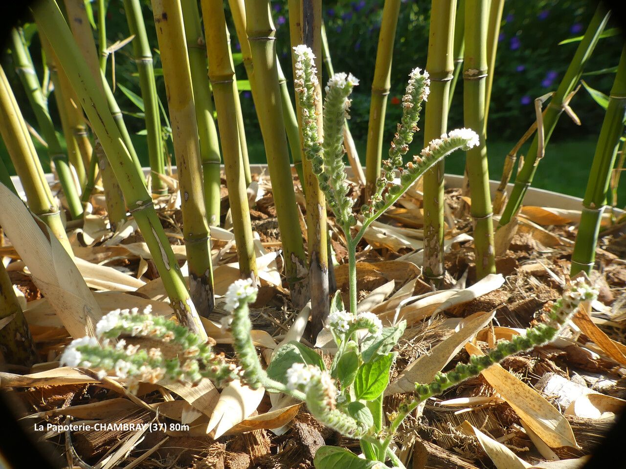 Heliotropium europaeum — search result for 'Morocco'