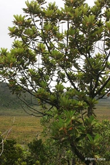 Kermadecia pronyensis habit