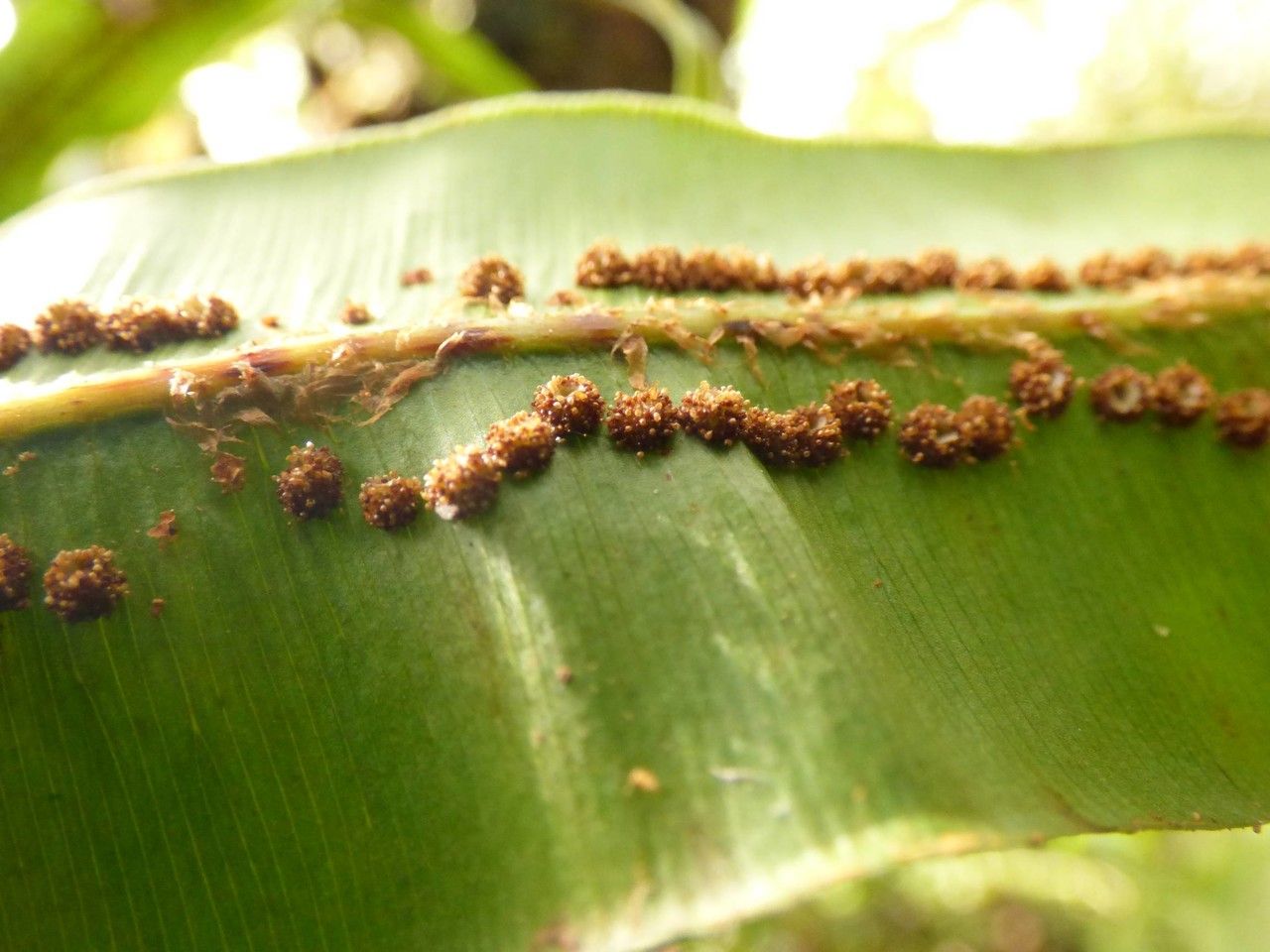 Oleandra distenta fruit