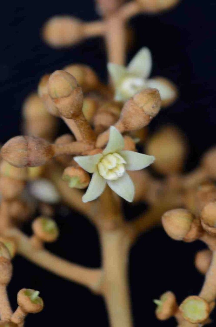 Schefflera morototoni flower
