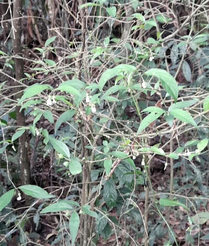 Pombalia bigibbosa habit