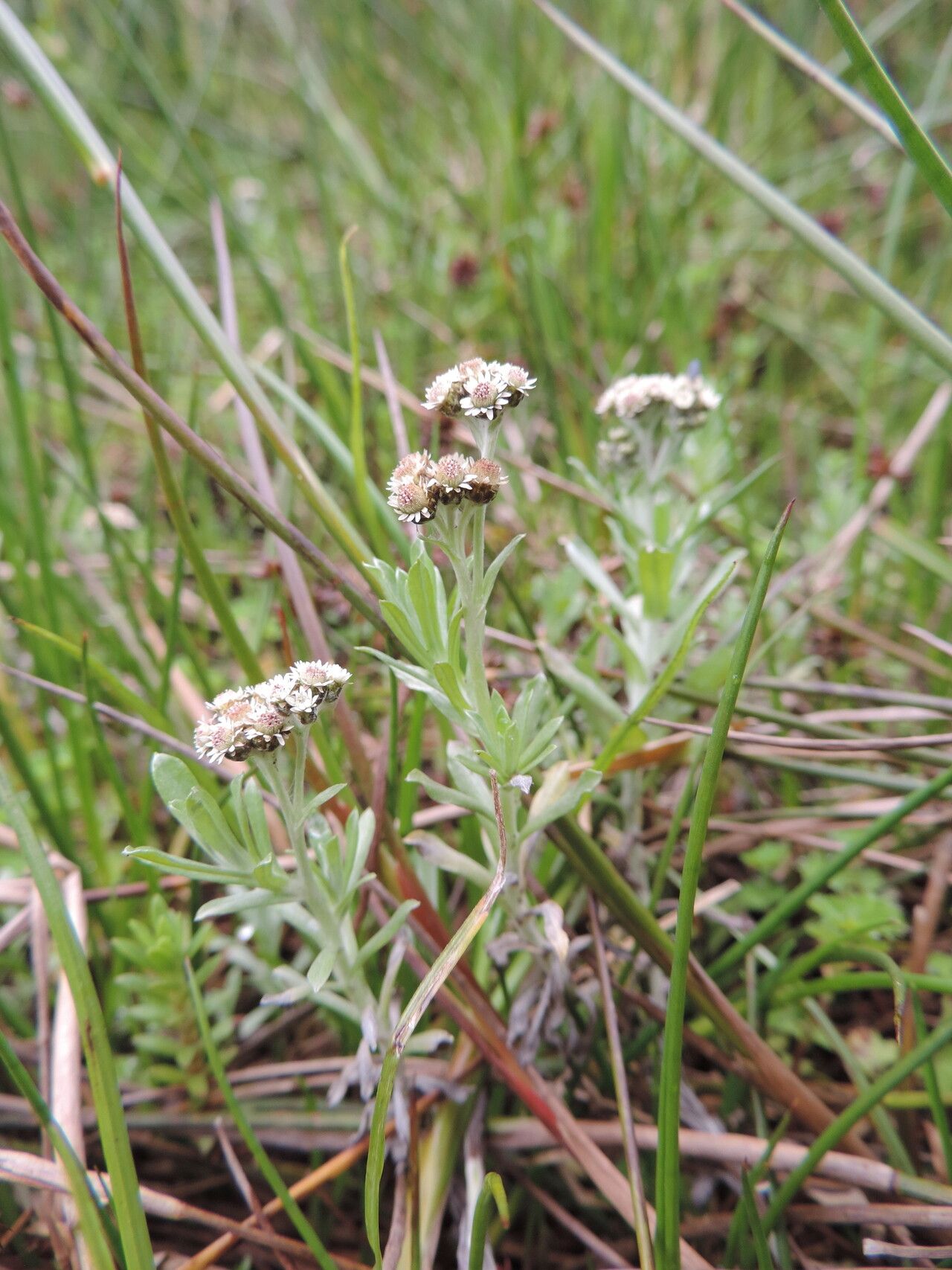 Gnaphalium unionis habit