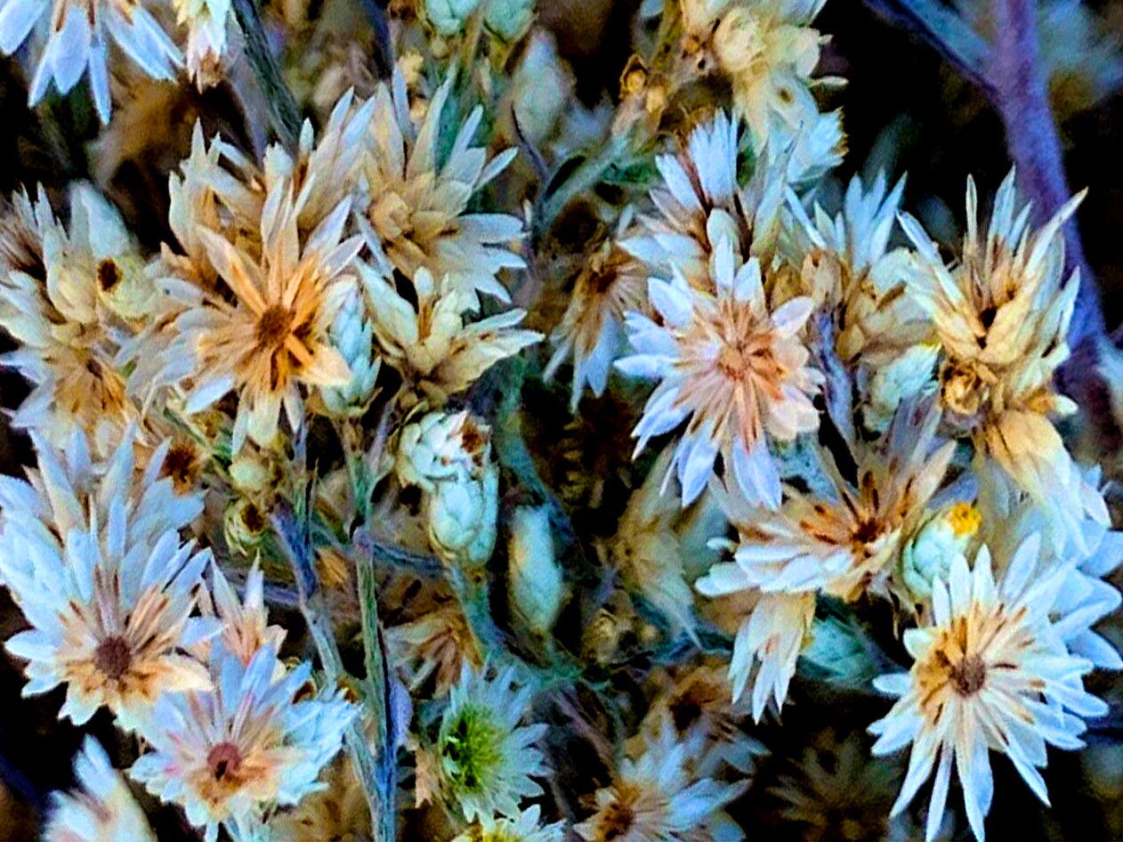 Pseudognaphalium thermale — search result for 'Pseudognaphalium'