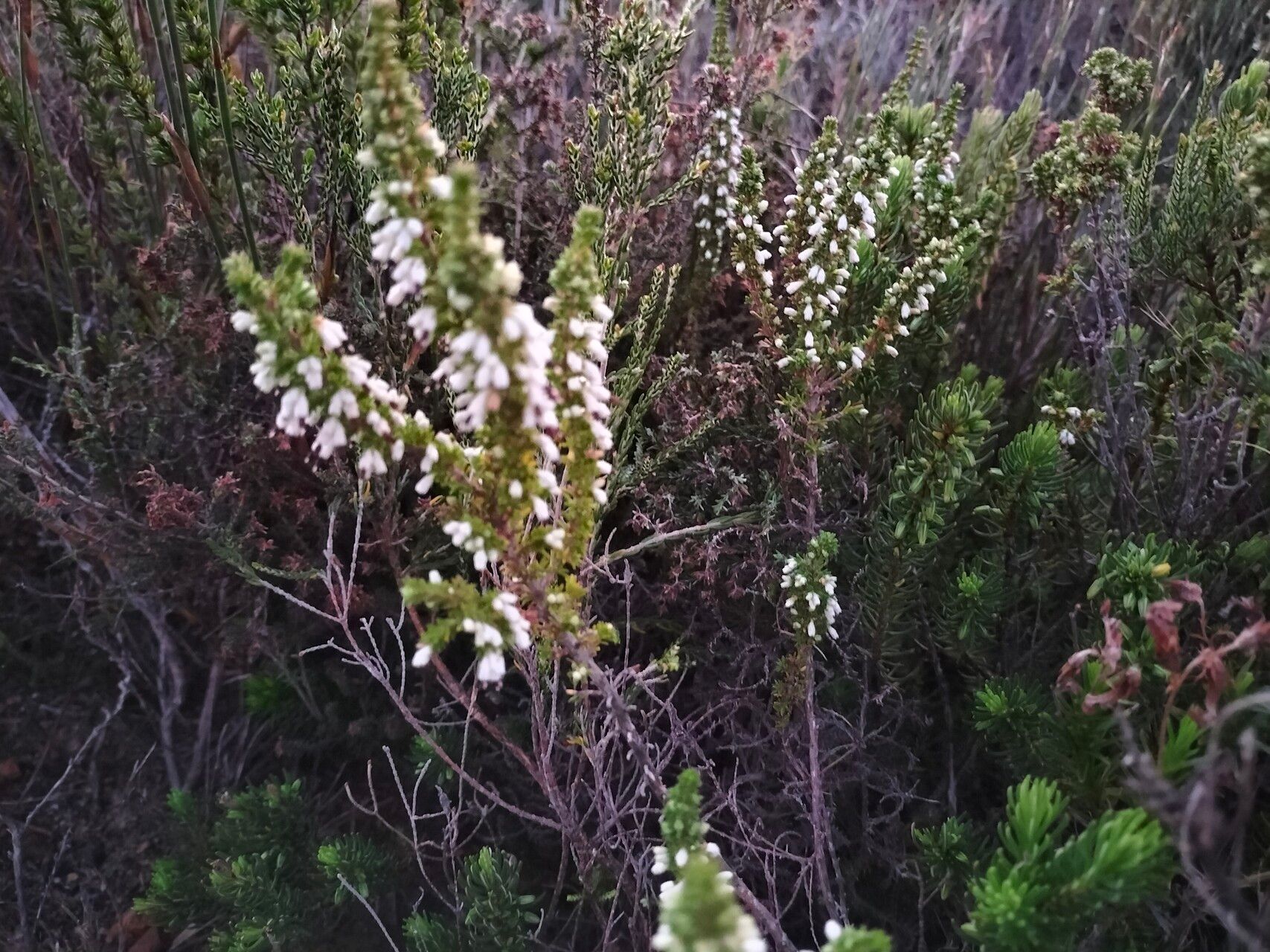 Erica imbricata habit