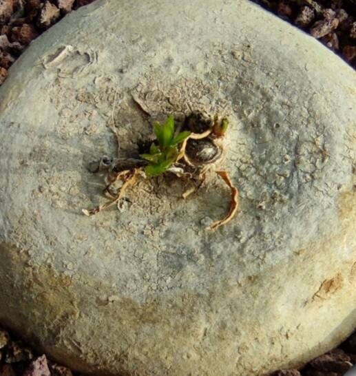 Ceropegia plocamoides — search result for 'Ceropegia'