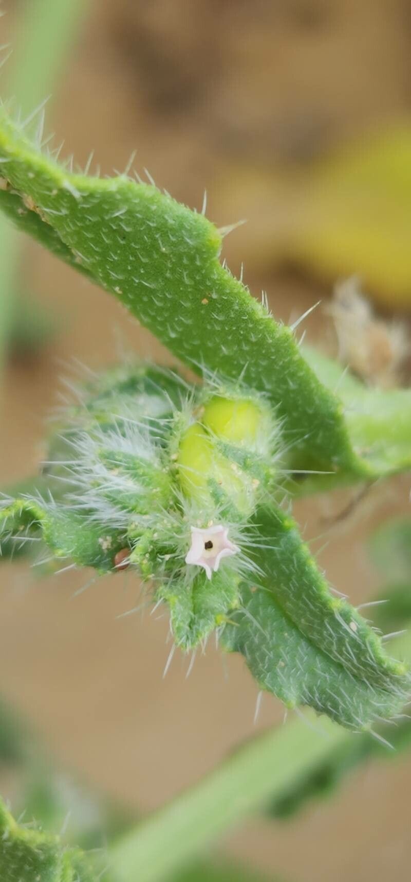 Anchusa hispida fruit