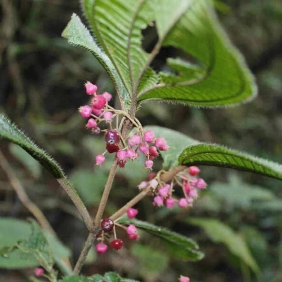 Clidemia quinquenervia — search result for 'Clidemia'