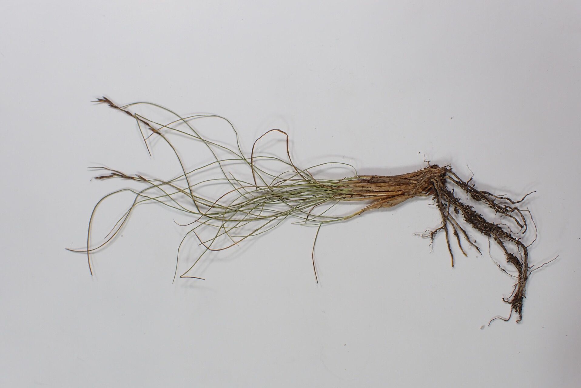 Carex cercostachys habit