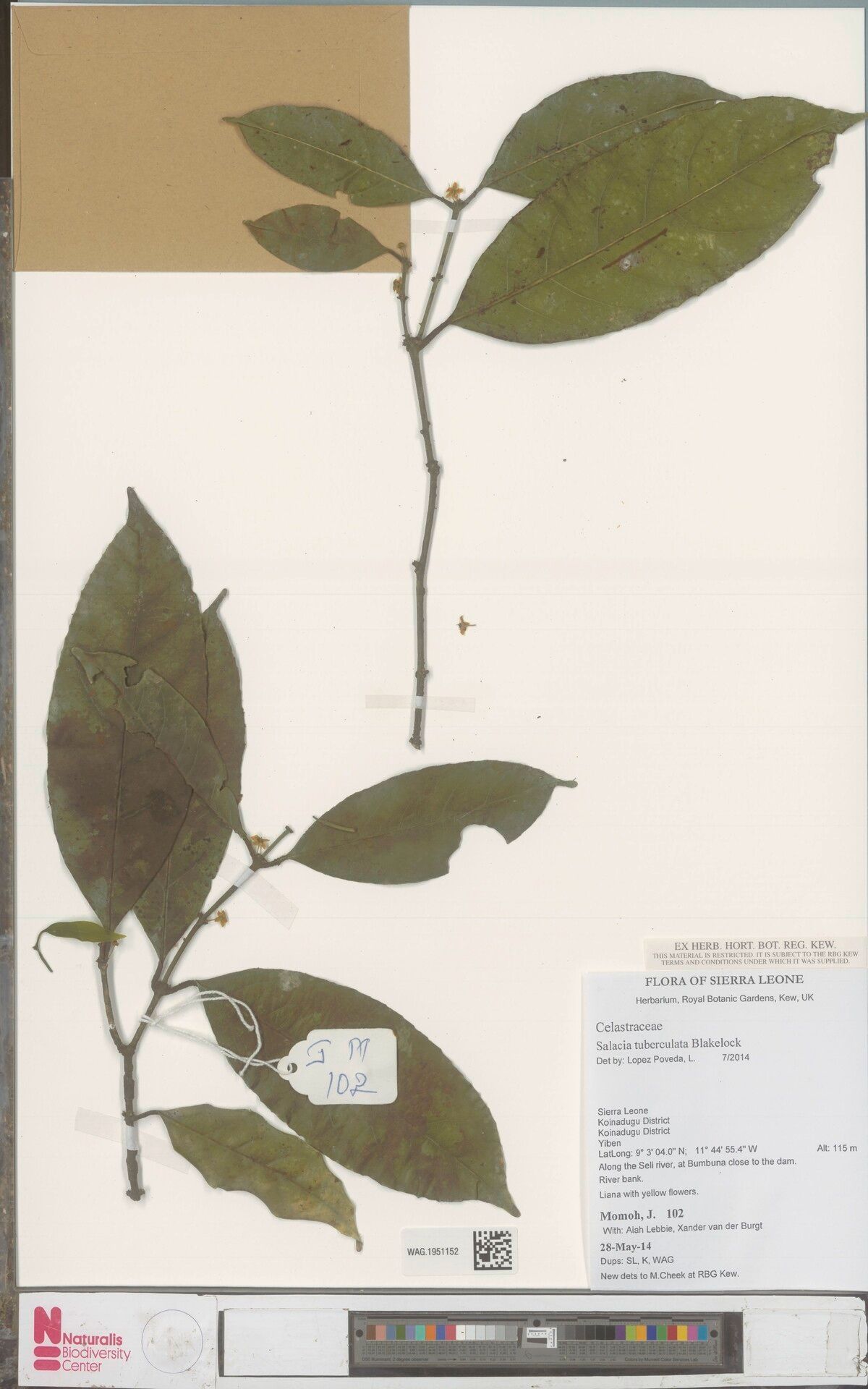 Salacia tuberculata — houseplant care guide