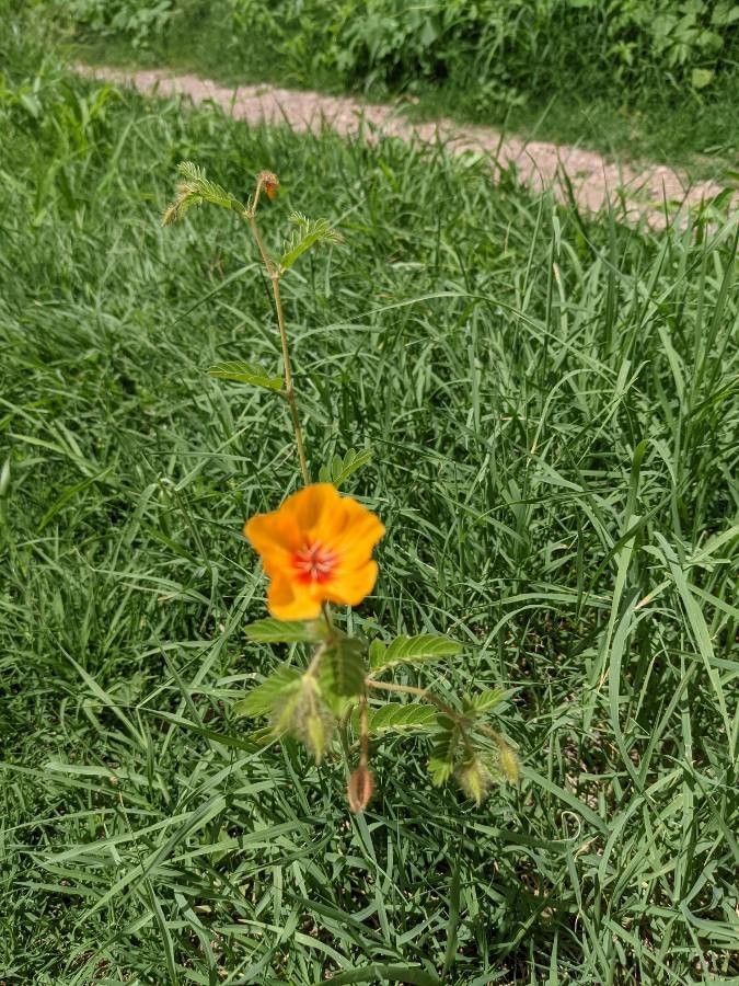 Kallstroemia grandiflora flower