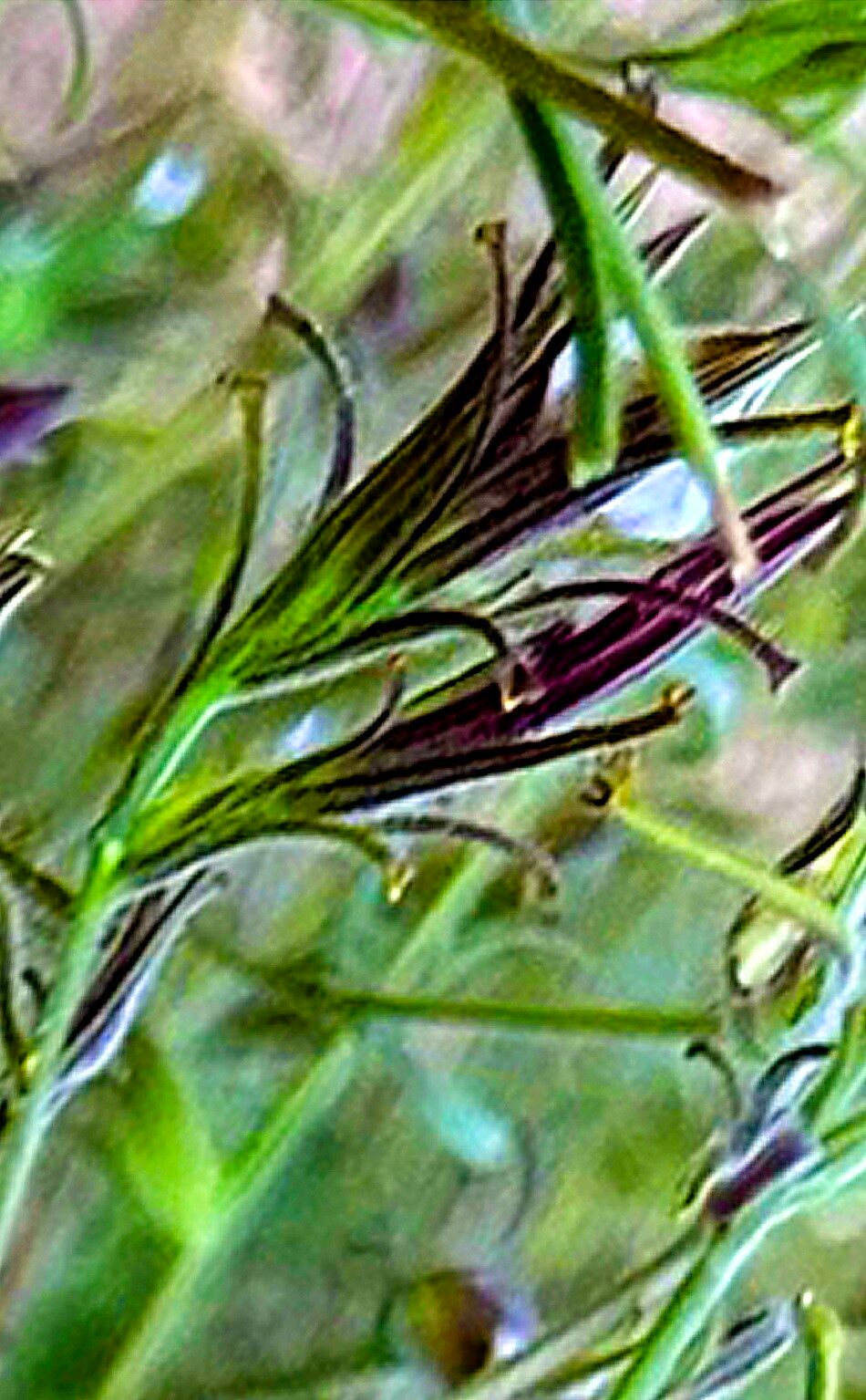 Cordylanthus pilosus — related species from the same genus