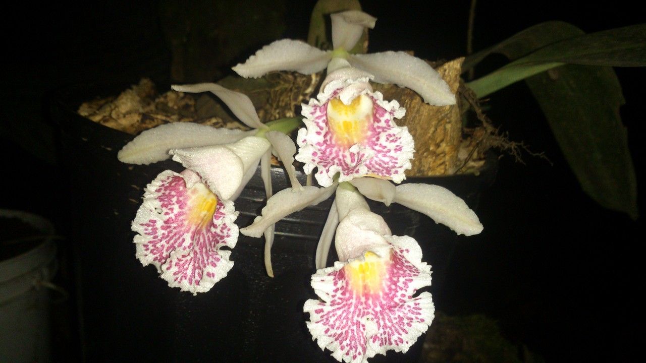 Trichopilia suavis — houseplant care guide