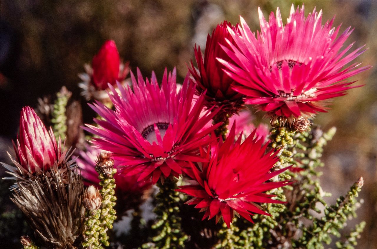 Phaenocoma prolifera flower