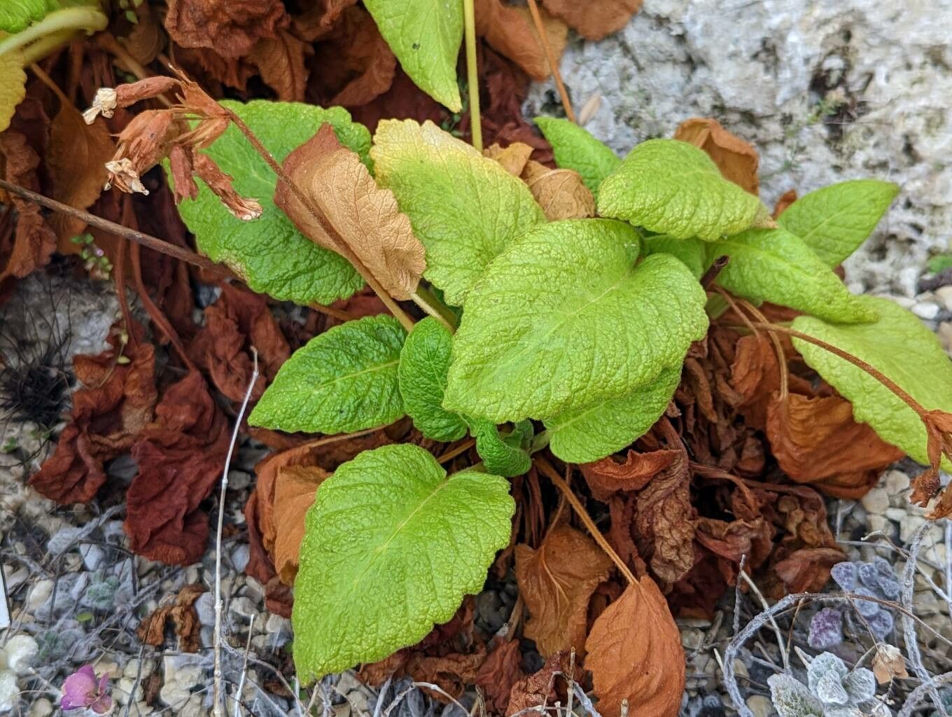 Primula forrestii leaf