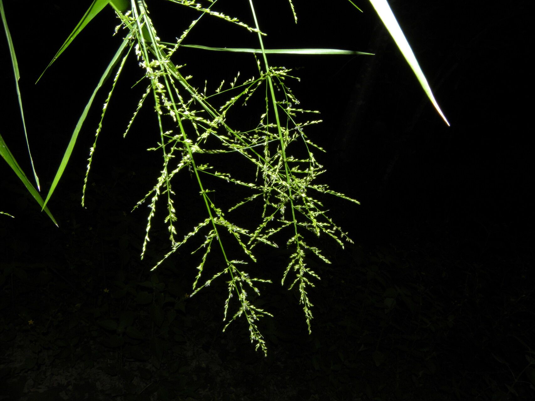 Panicum hirsutum leaf