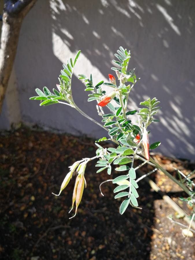 Sutherlandia frutescens leaf