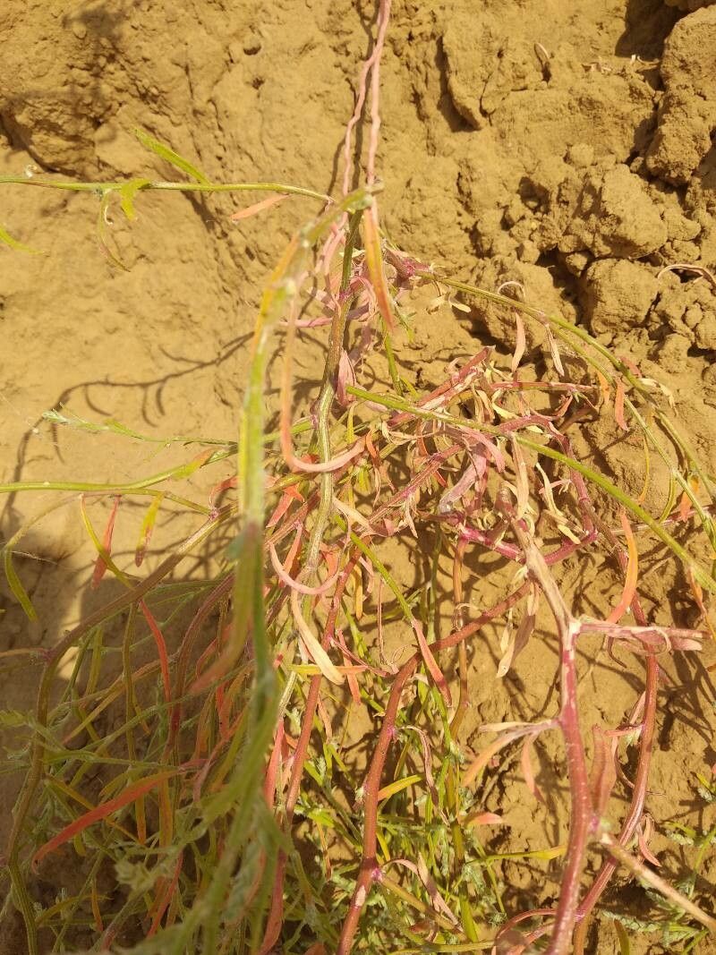 Corispermum pallasii bark