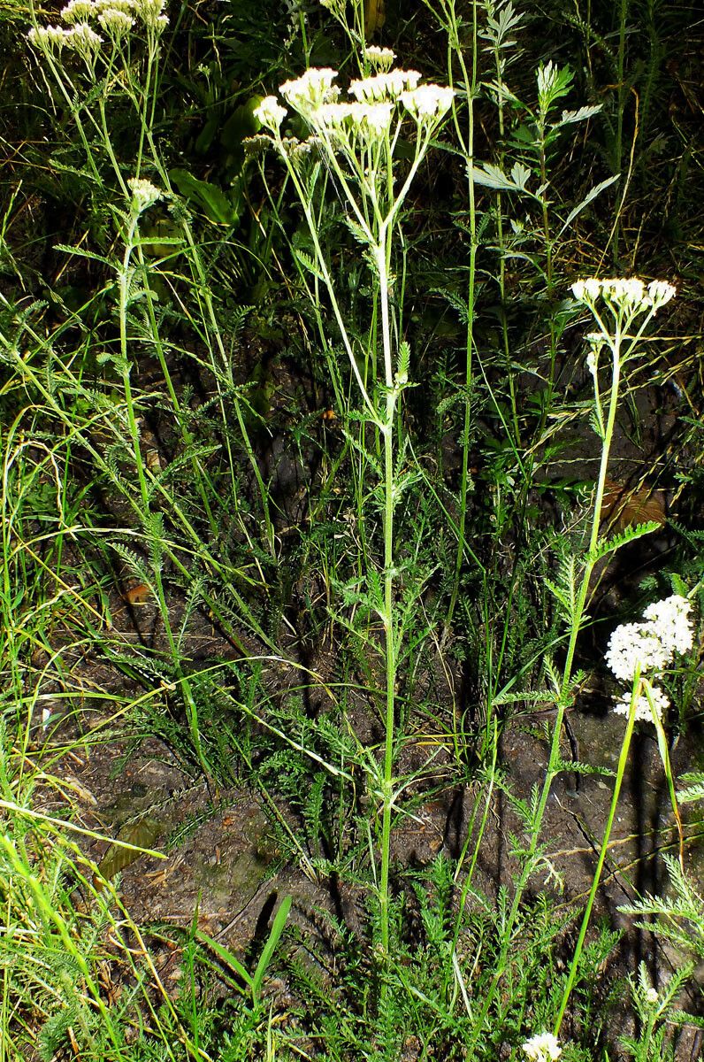Achillea collina habit