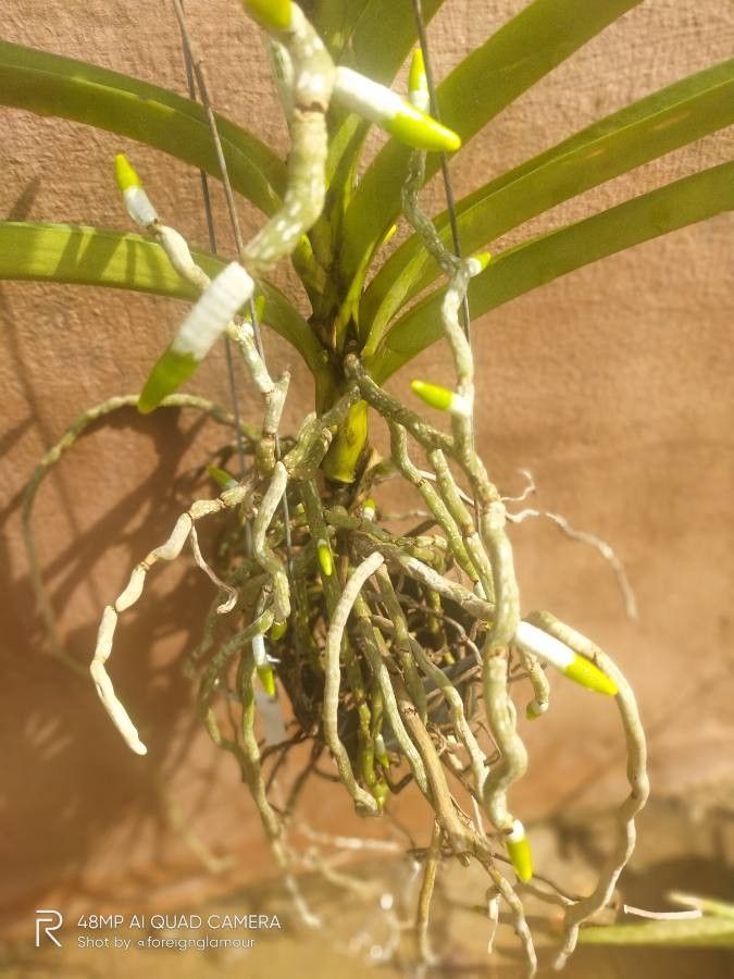 Microcoelia exilis — search result for 'Orchidaceae'