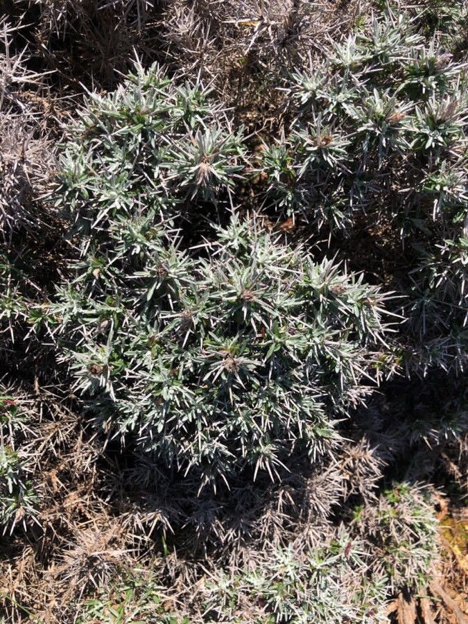 Centaurea horrida flower