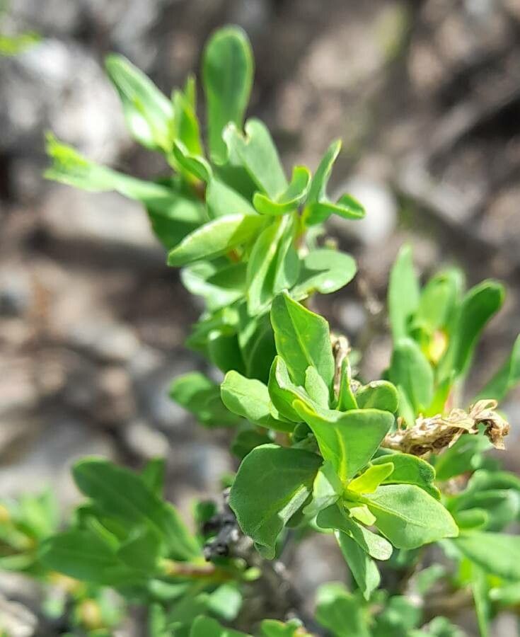 Justicia xylosteoides — search result for 'Justicia'