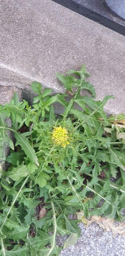 Sisymbrium erysimoides leaf