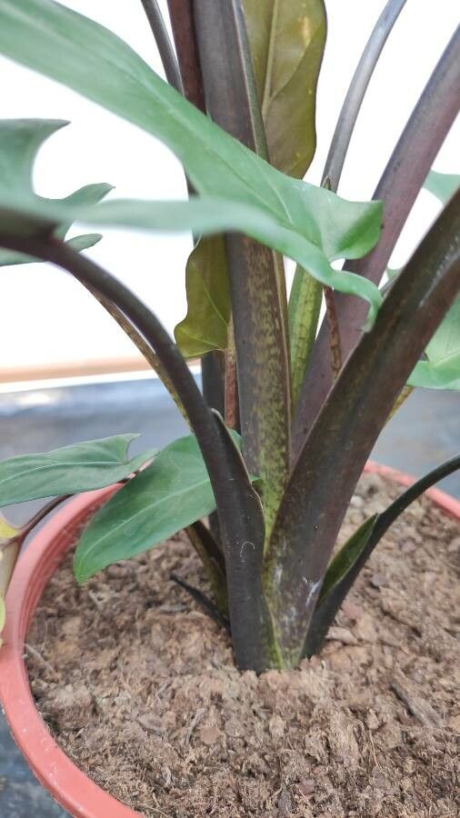 Alocasia lauterbachiana bark