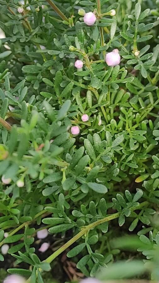 Boronia fraseri leaf