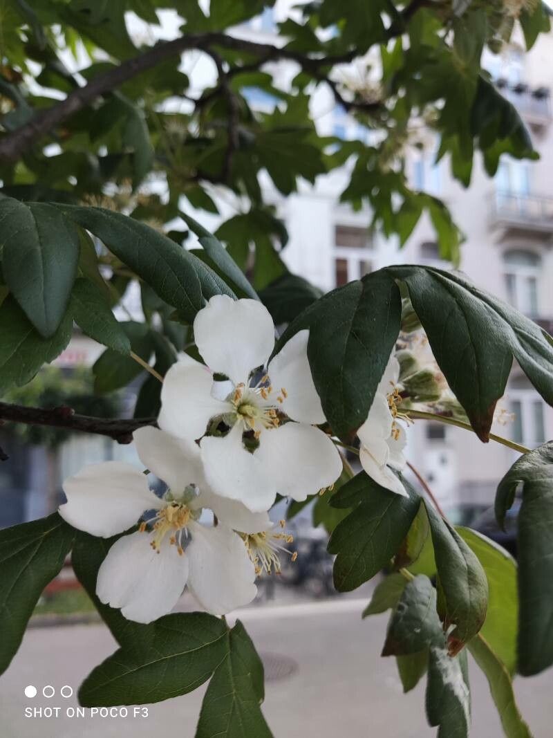 Malus trilobata flower
