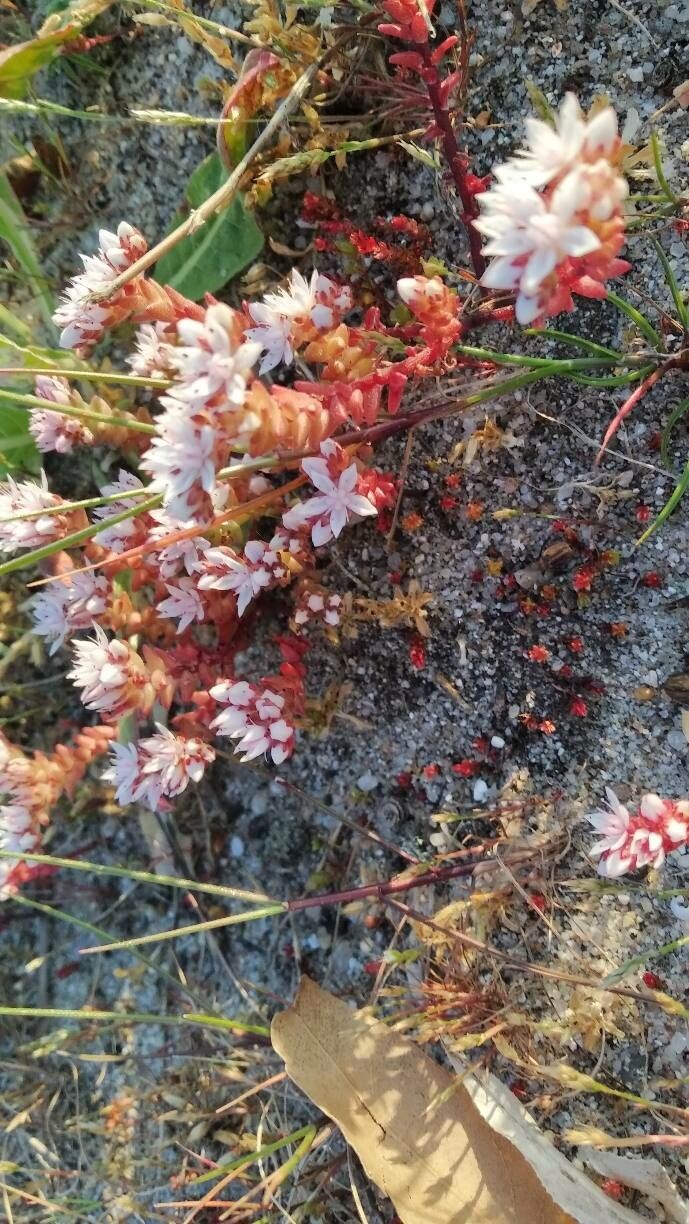 Sedum arenarium habit