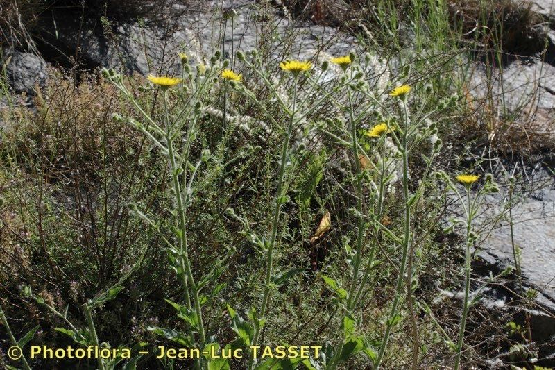 Hieracium hecatadenum habit