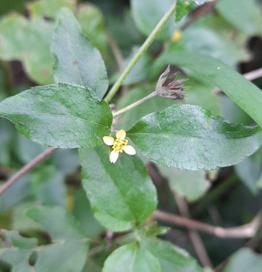 Calyptocarpus biaristatus flower