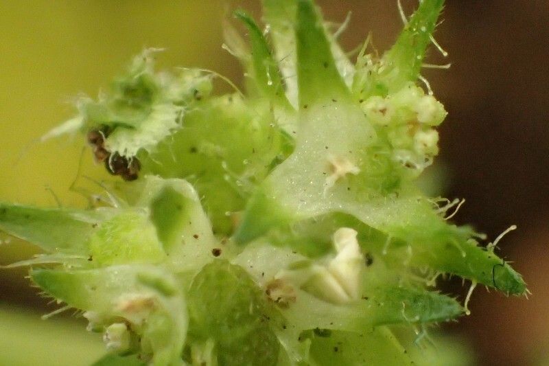 Acalypha brachystachya fruit