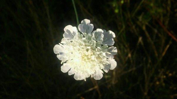 Oenanthe pimpinelloides flower
