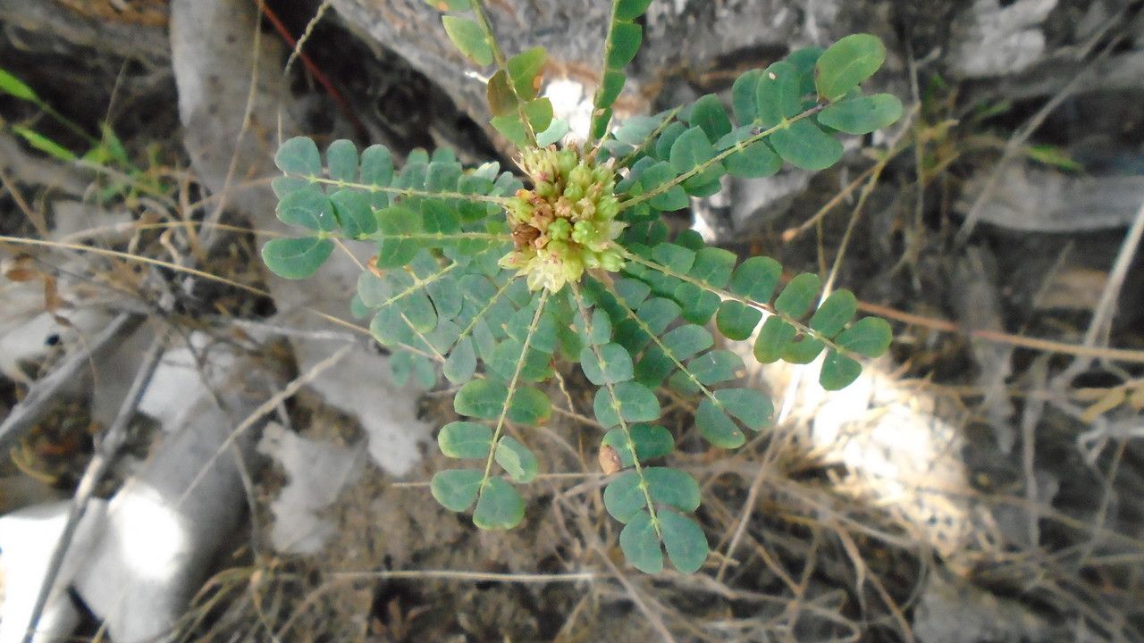 Biophytum umbraculum — search result for 'Oxalidaceae'