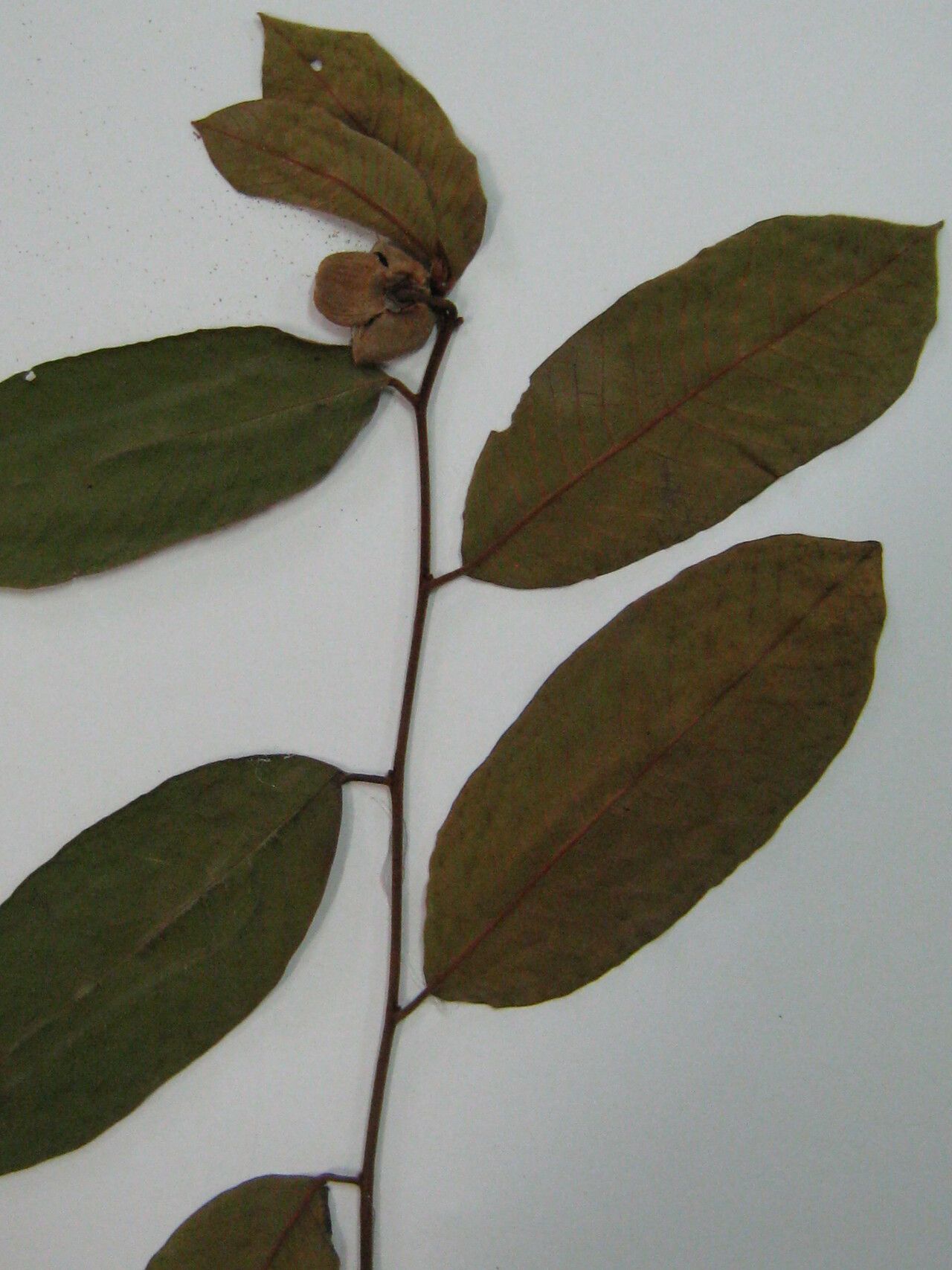 Annona paludosa other