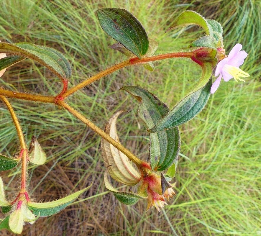 Tristemma hirtum habit