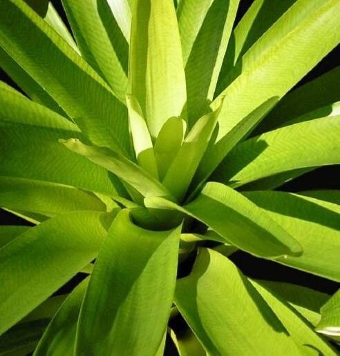 Vriesea morreni — search result for 'Vriesea'