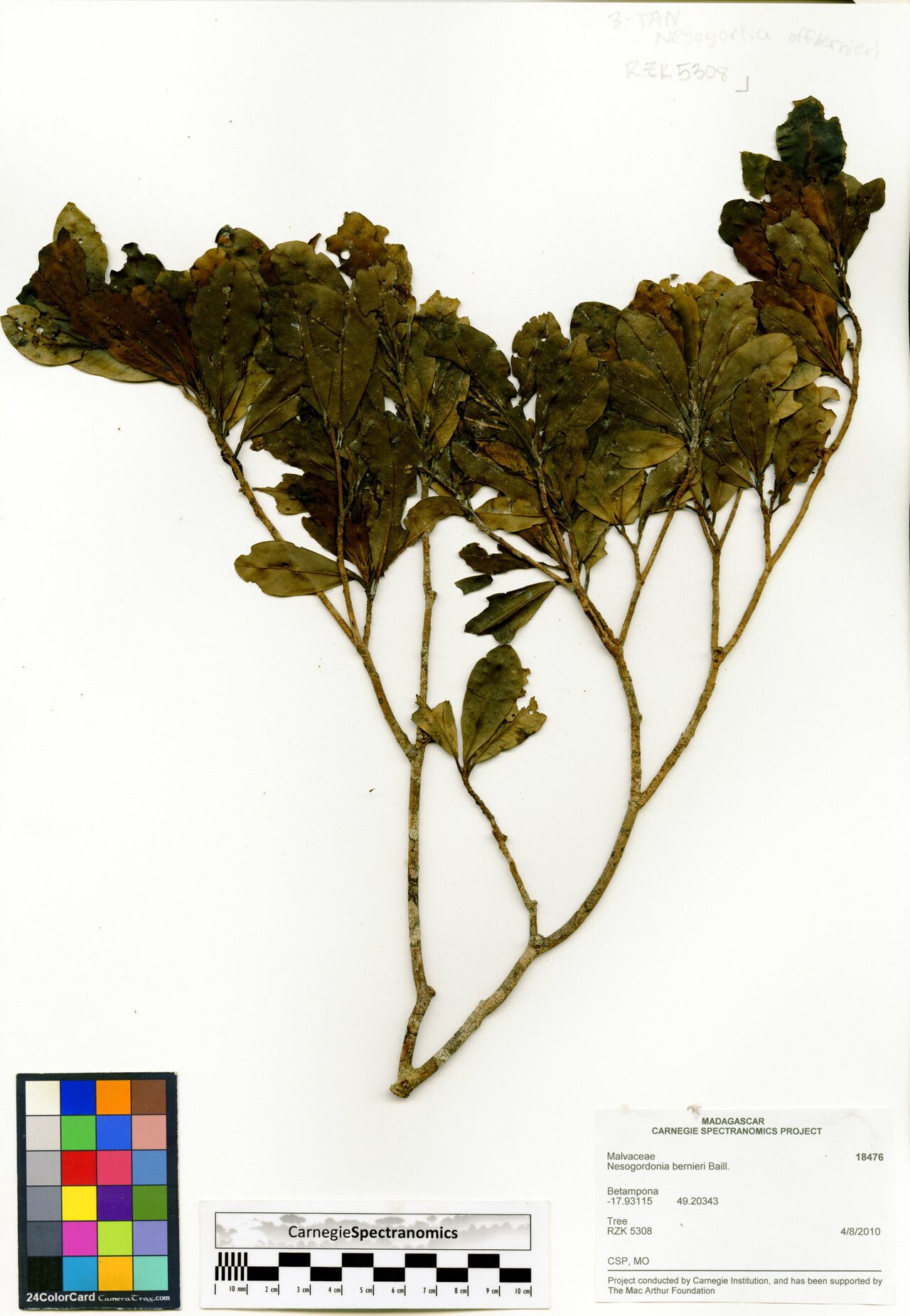 Nesogordonia bernieri — related species from the same genus