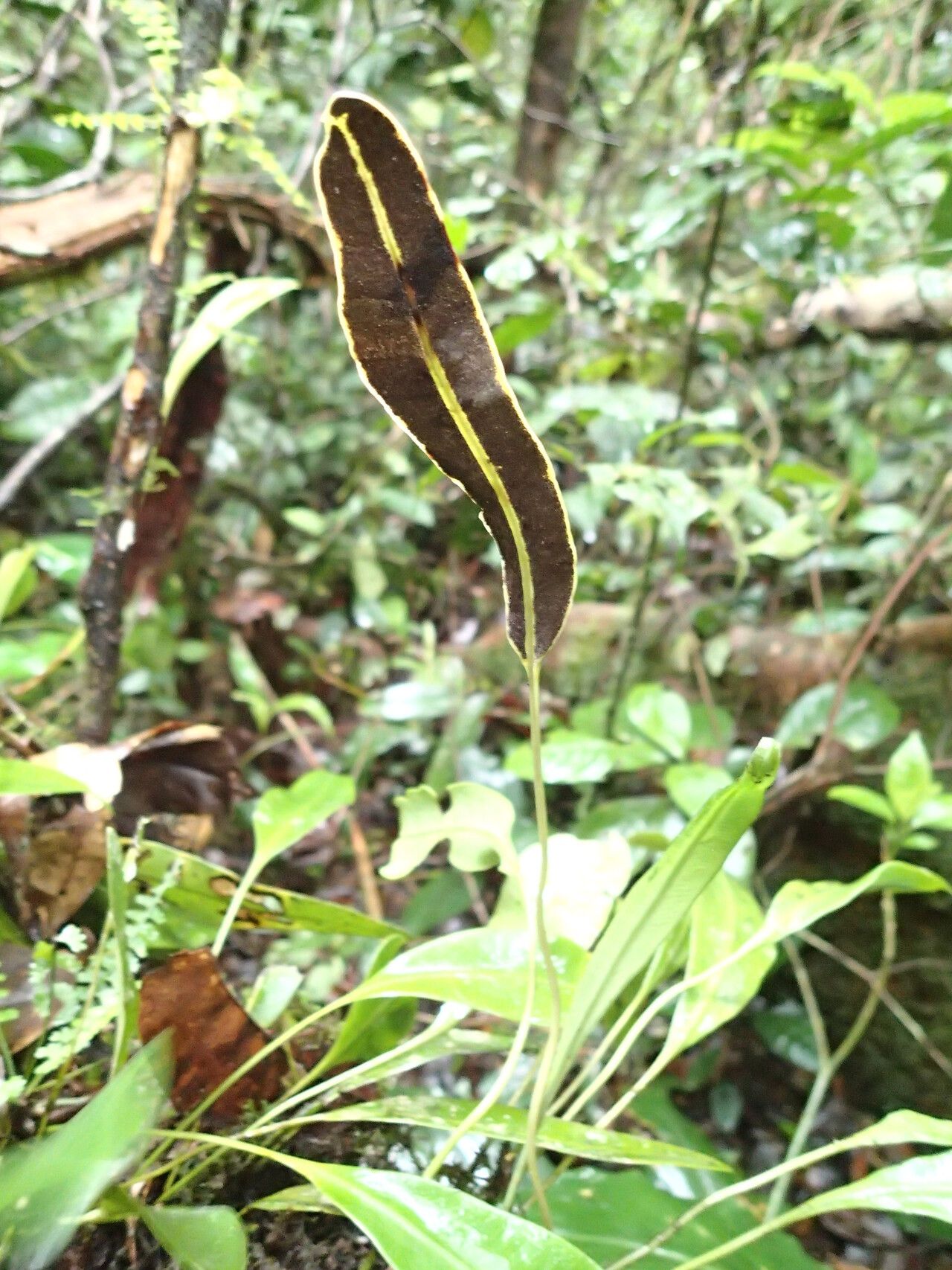 Elaphoglossum barteri — houseplant care guide