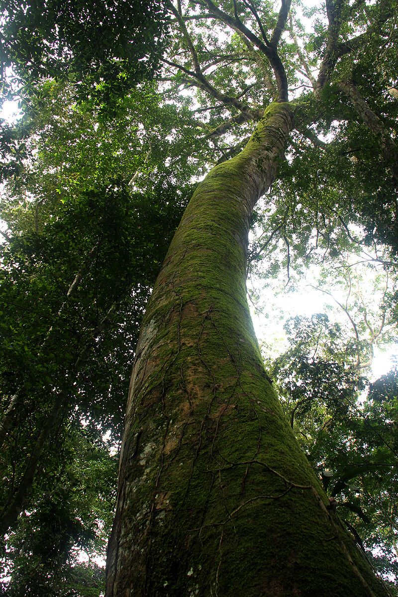 Brachystegia laurentii habit