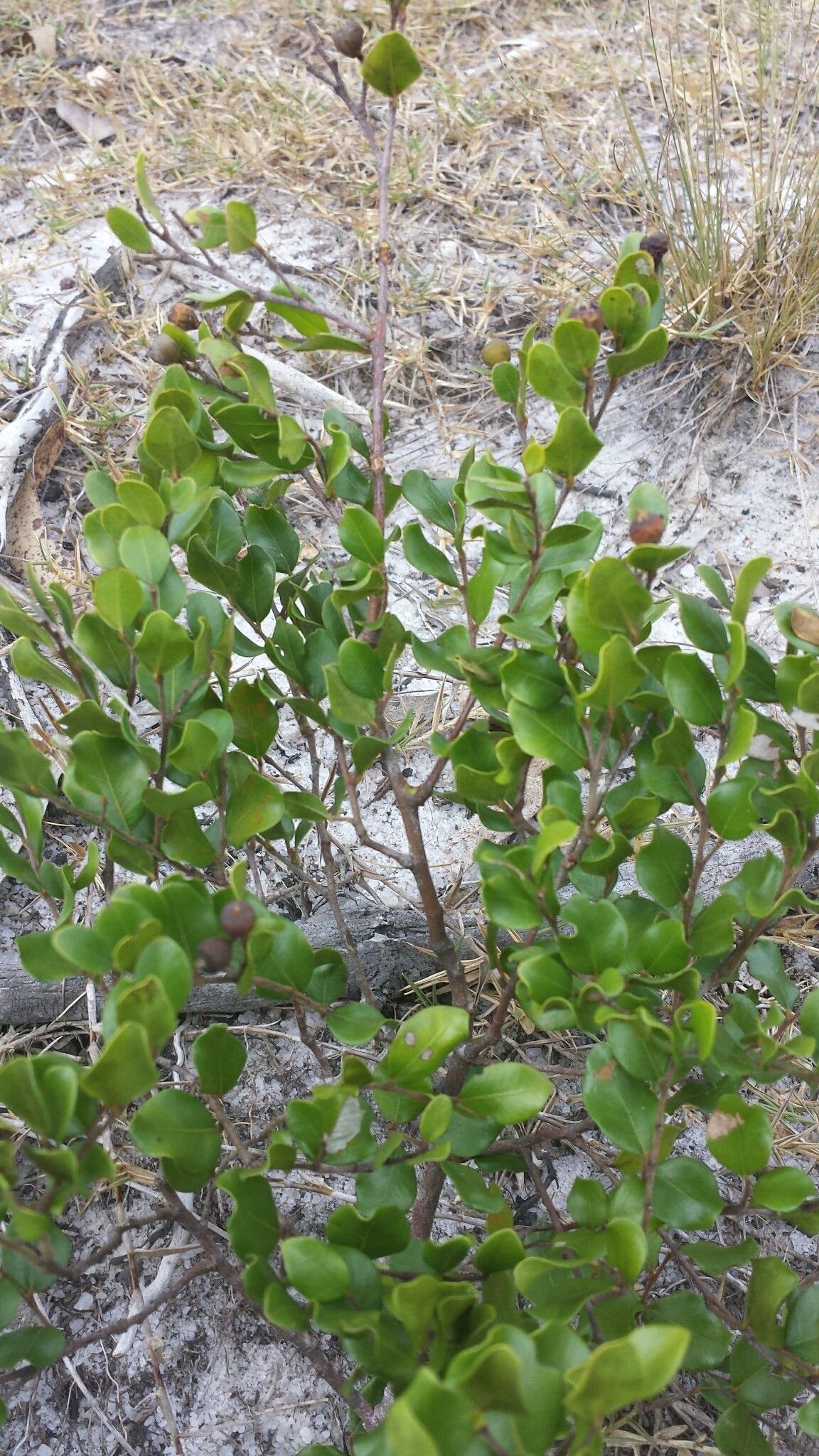 Leptolaena pauciflora habit